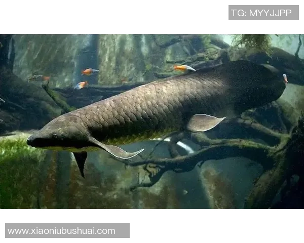 美国足球女星的魅力与成就揭示了她们在体育界的独特地位与影响力